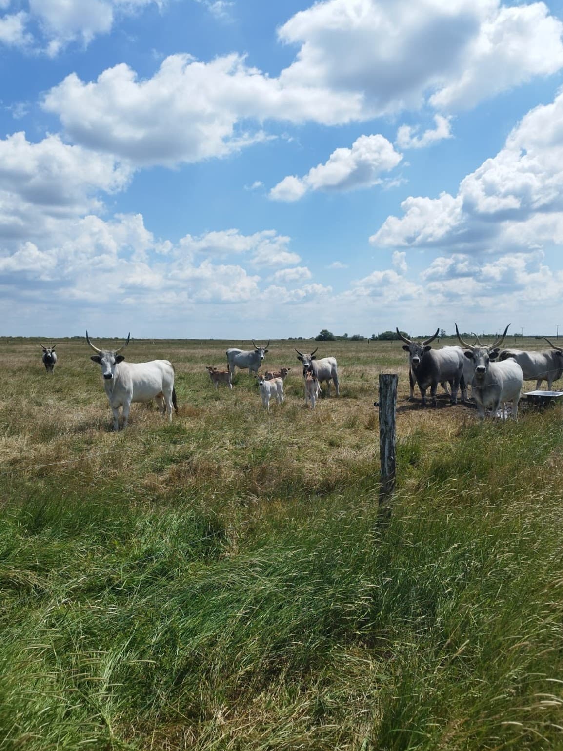 Bio legeltetésű szürkemarha hús - 2