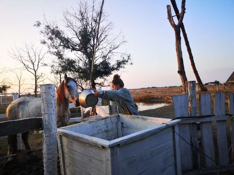 Bio legeltetésű szürkemarha hús - 6