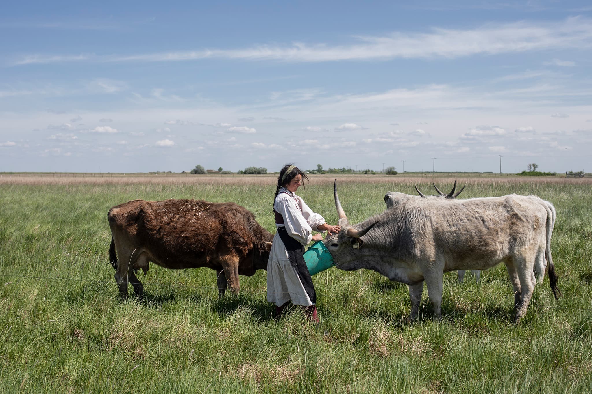 Bio legeltetésű szürkemarha hús - 1