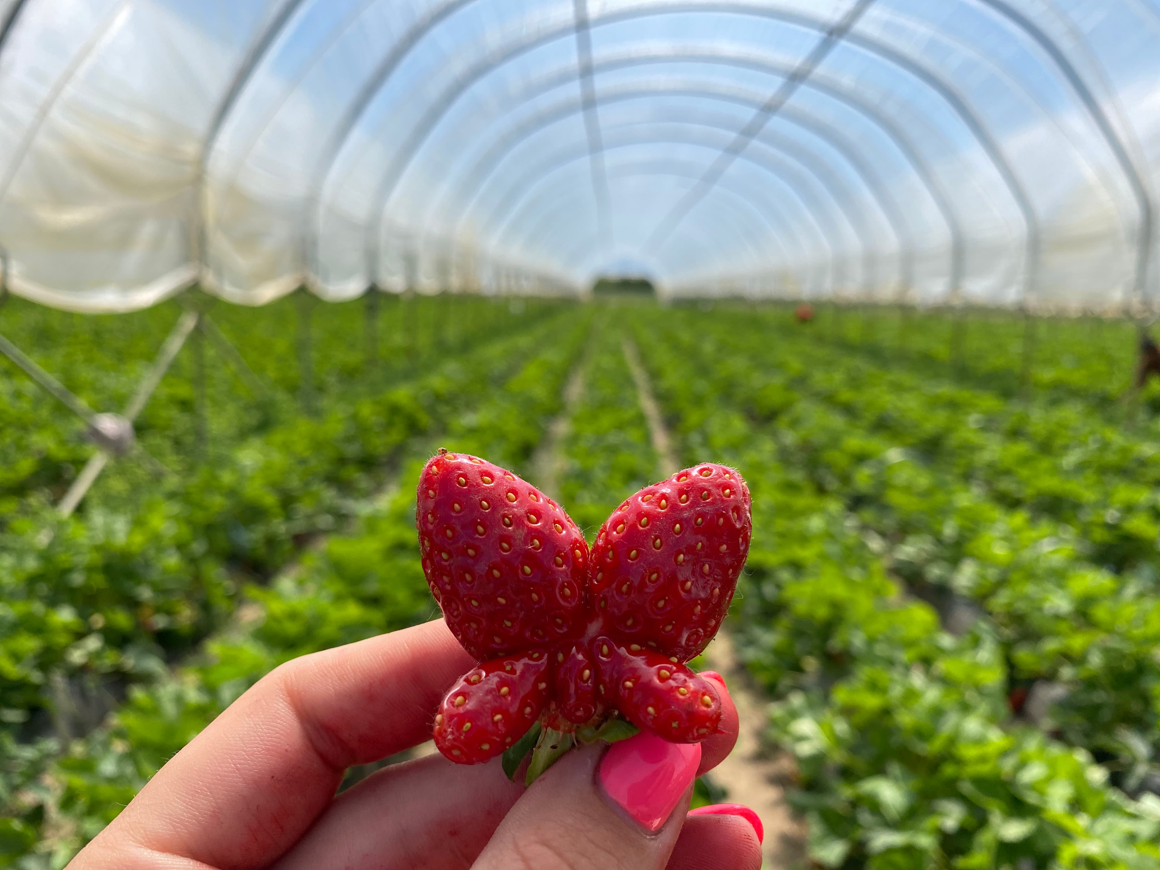 Szamóca (földieper) - 3