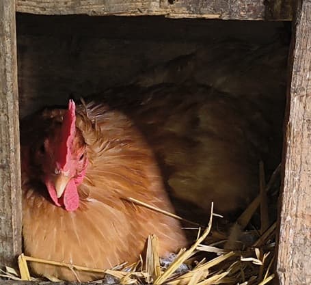 Tojás - 2 db legeltetett, bio takarmányos tyúk bérlet - TÁMOGATÓI