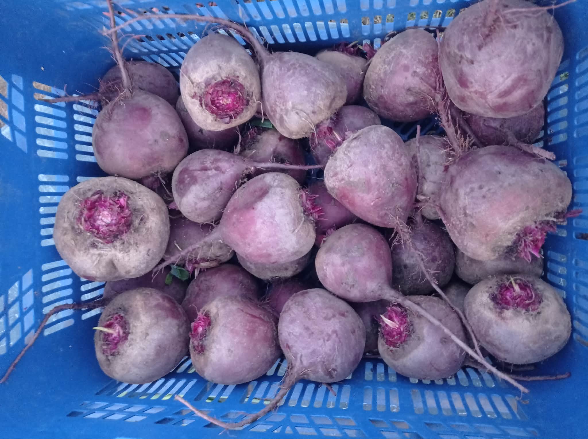Bio cékla