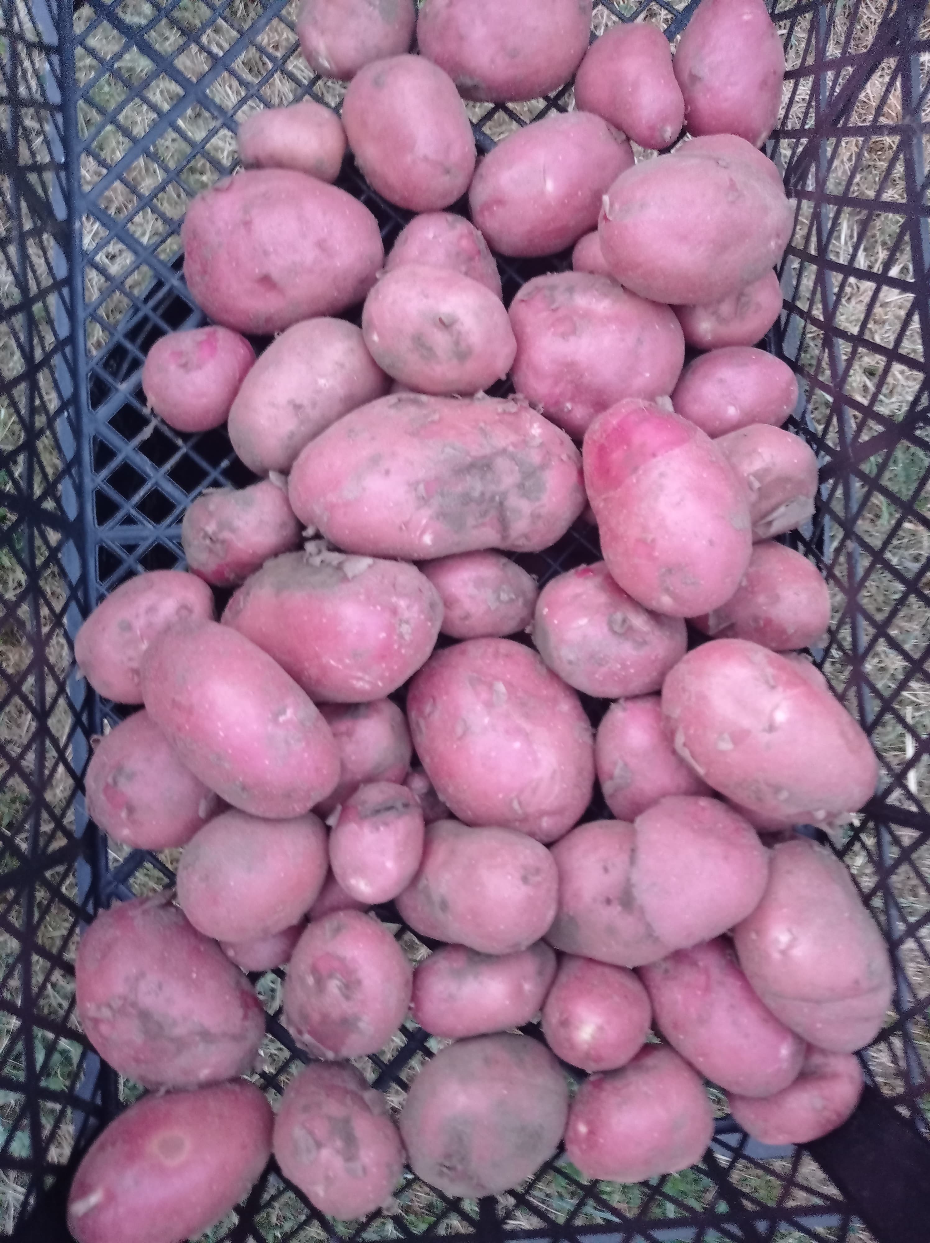 Bio újburgonya piros