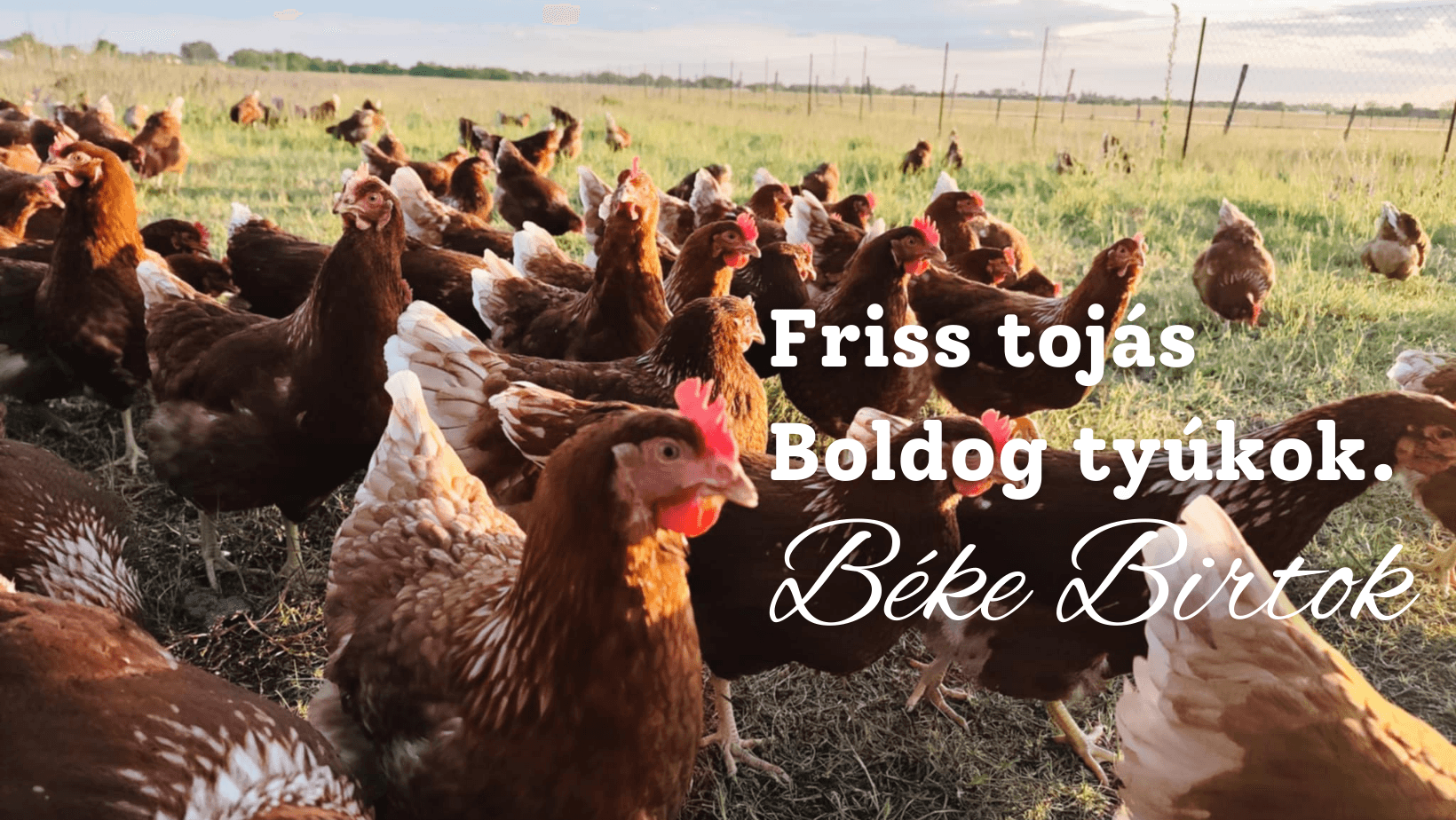 Béke birtok borítókép