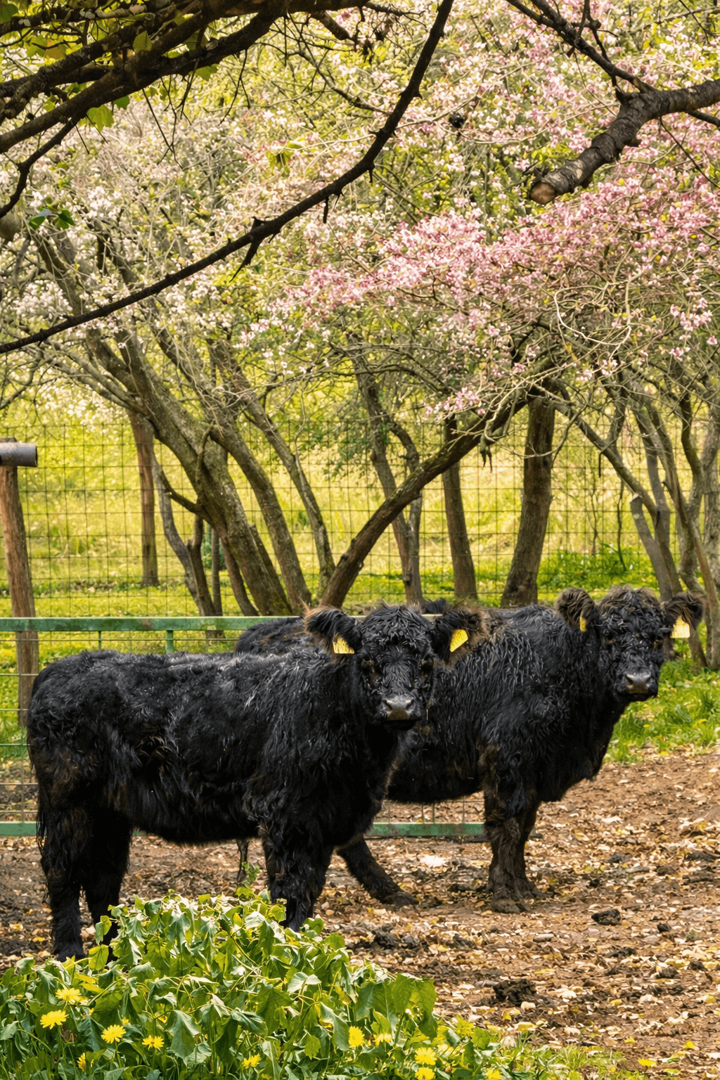 Möllmann Ranch borítókép