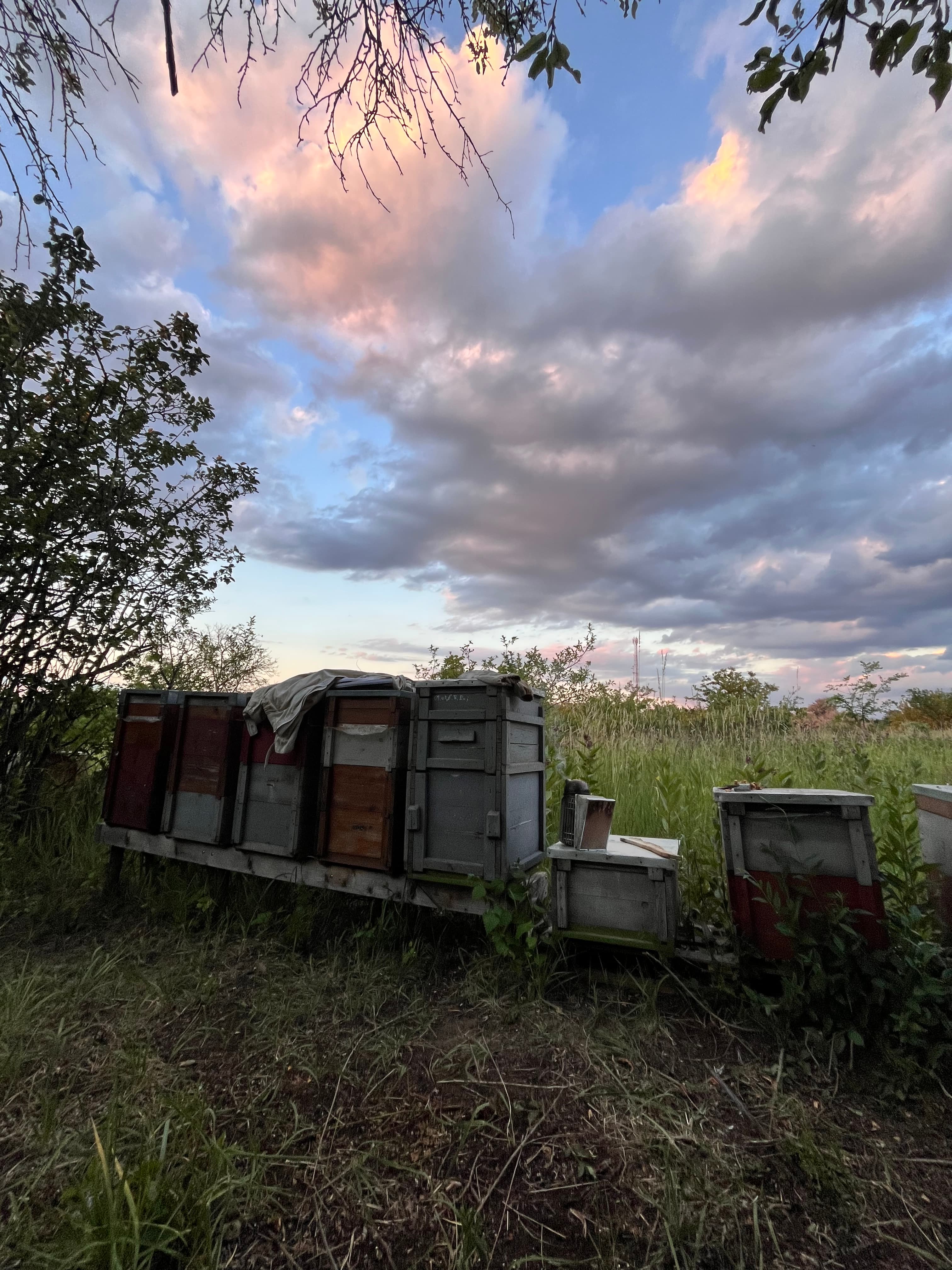 Zsabin Bee Farm - 3
