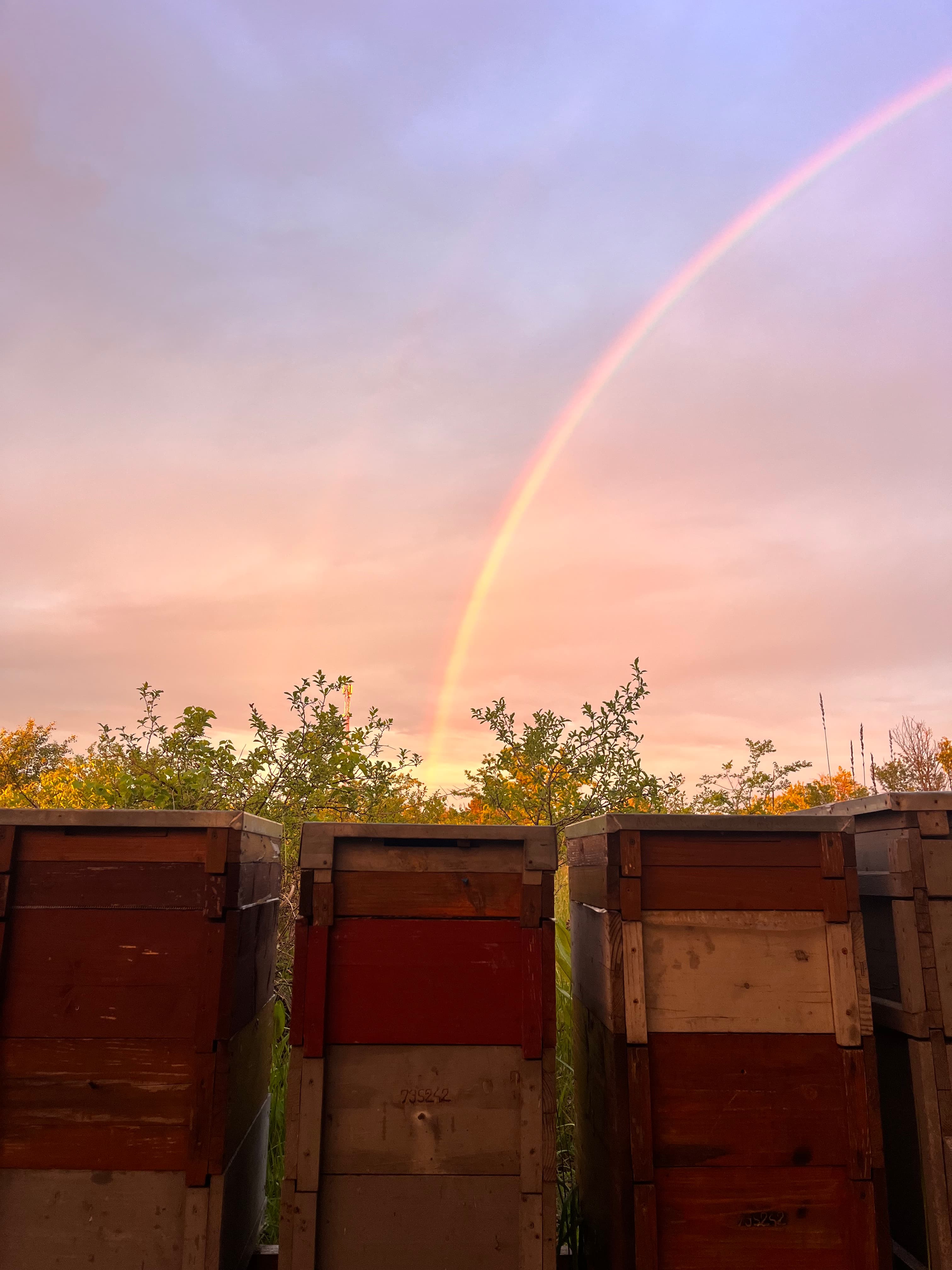 Zsabin Bee Farm - 2