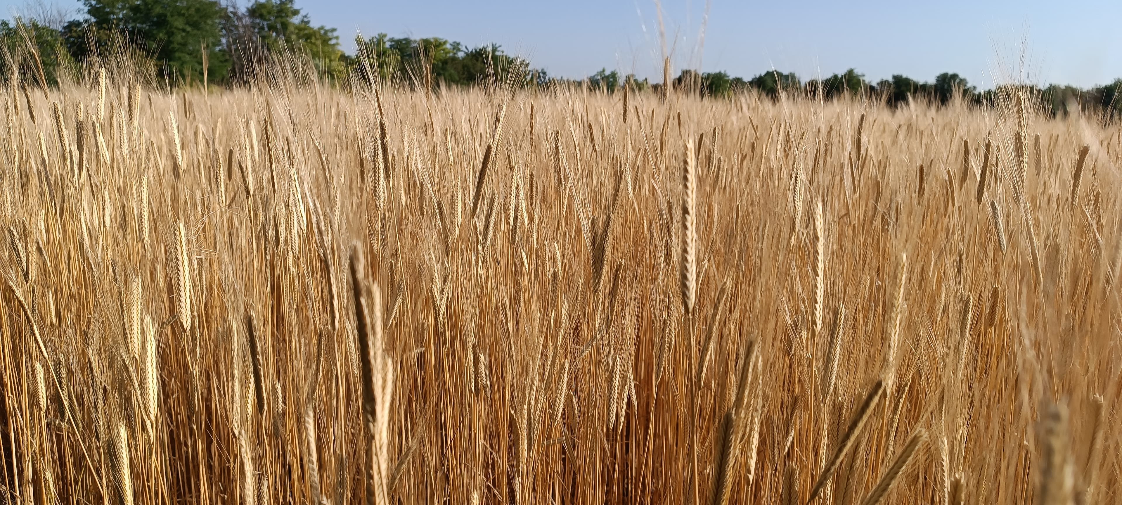 Boglya Családi Gazdaság borítókép